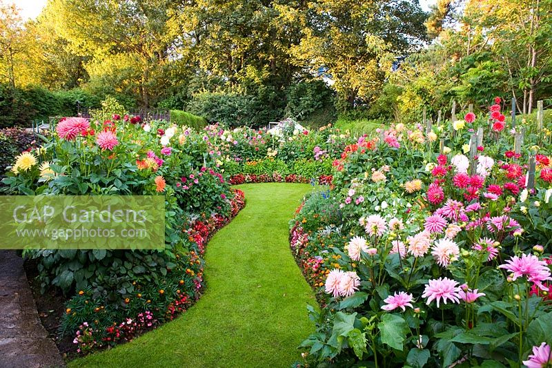 Wavy lawned path between borders of Dahlia flowers