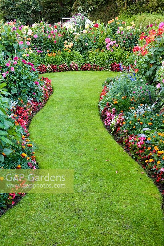 Wavy lawned path between borders with Dahlia flowers and bedding plants