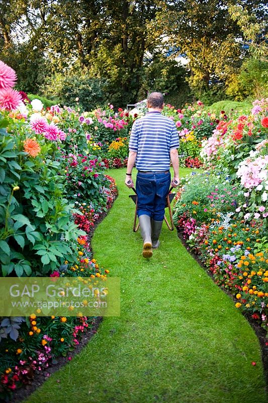 Rear view of man pushing a wheelbarrow along a lawned path between borders of Dahlia