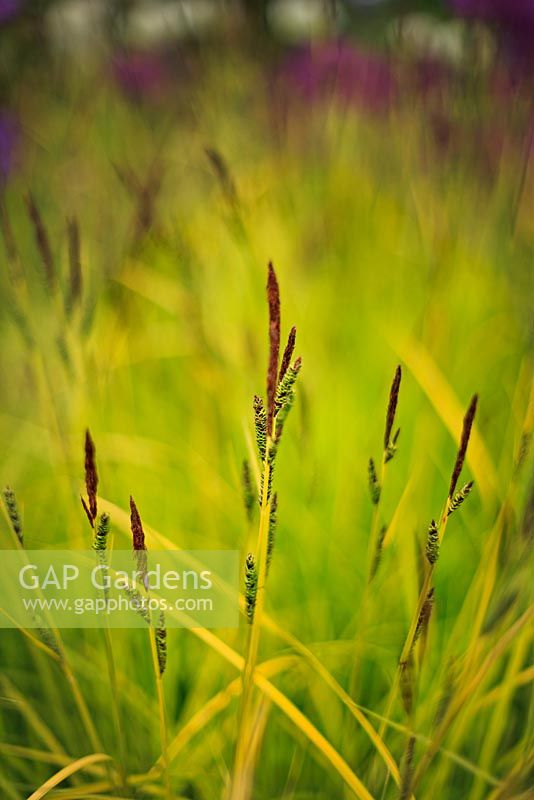 Carex elata 'Aurea' - Bowles golden sedge