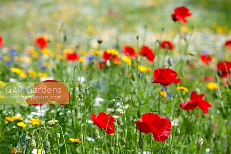 Summer wildflower meadow of Papaver - Poppies, Leucanthemum - Ox-Eye Daisies and 
Chrysanthemum segetum - Corn Marigolds