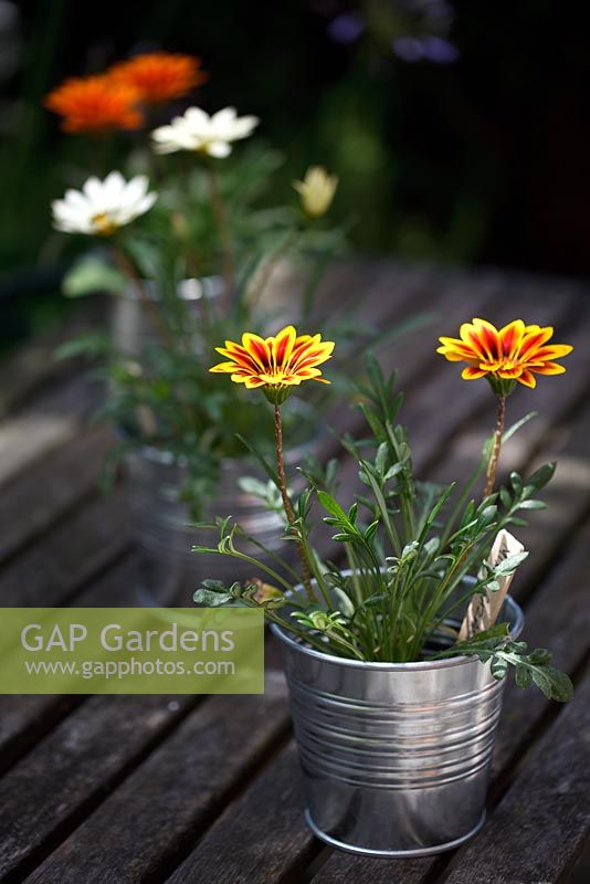 Gazania 'Mixed Hybrid' in little metal tubs