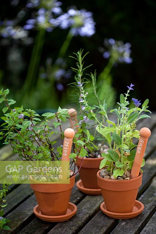 Little terracotta pots of herbs - Mentha x gentillis - Ginger Mint and Rosmarinus - Rosemary 'Sudbury Blue'