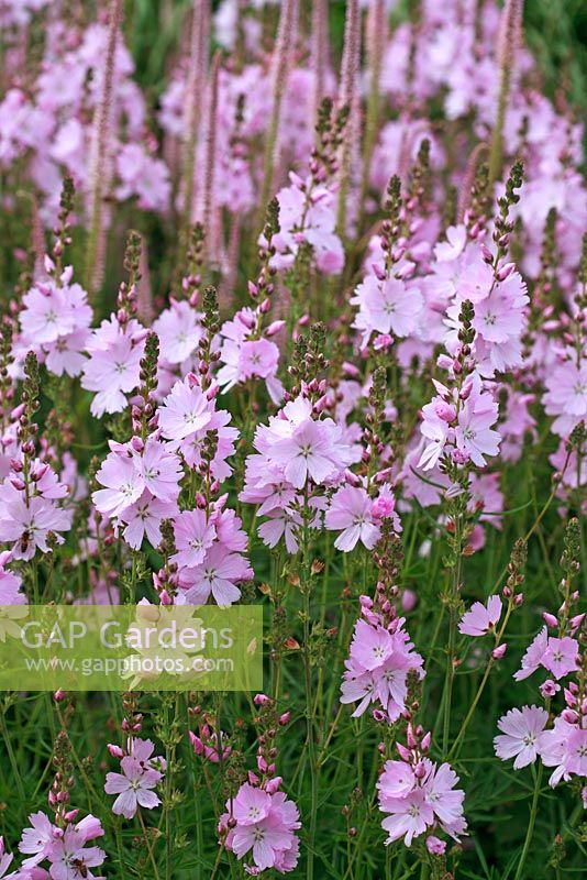 Sidalcea 'Elsie Heugh' - False Mallow, Prairie Mallow and Veronicastrum virginicum f. roseum 