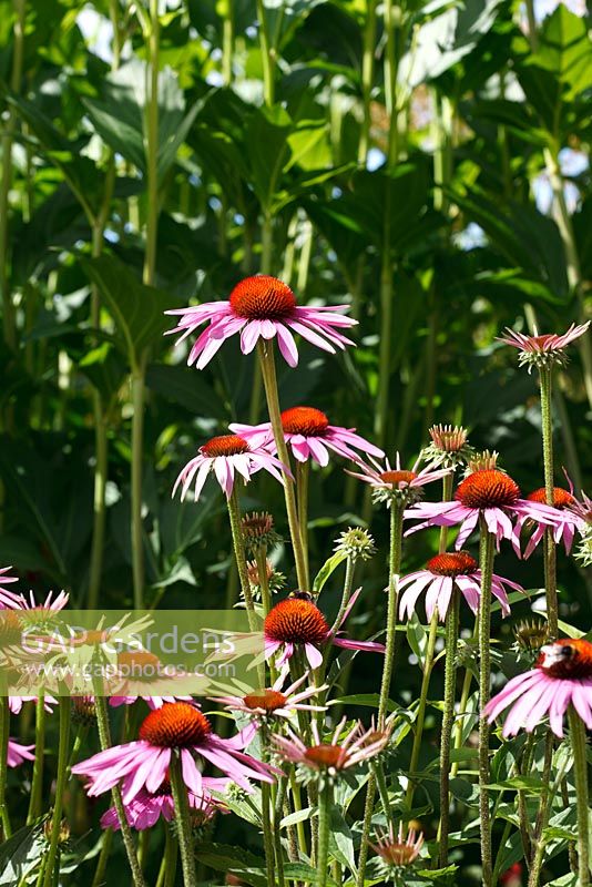 Echinacea purpurea 'Rubinstern'