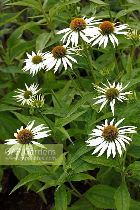 Echinacea Purpurea 'White Swan'