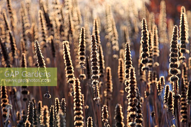 Low winter sunshine on the seed heads of Veronicastrum virginicum