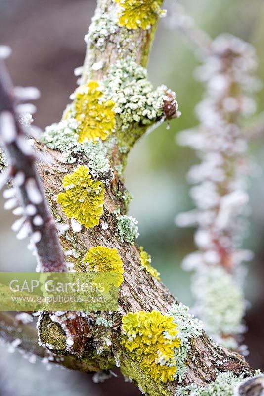 Frosted Lichen on tree bark
