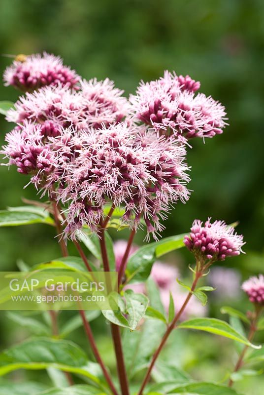 Eupatorium cannabinum - Hemp-agrimony