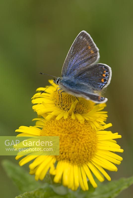 Female Polyommatus icarus - Common Blue on Pulicaria dysenterica