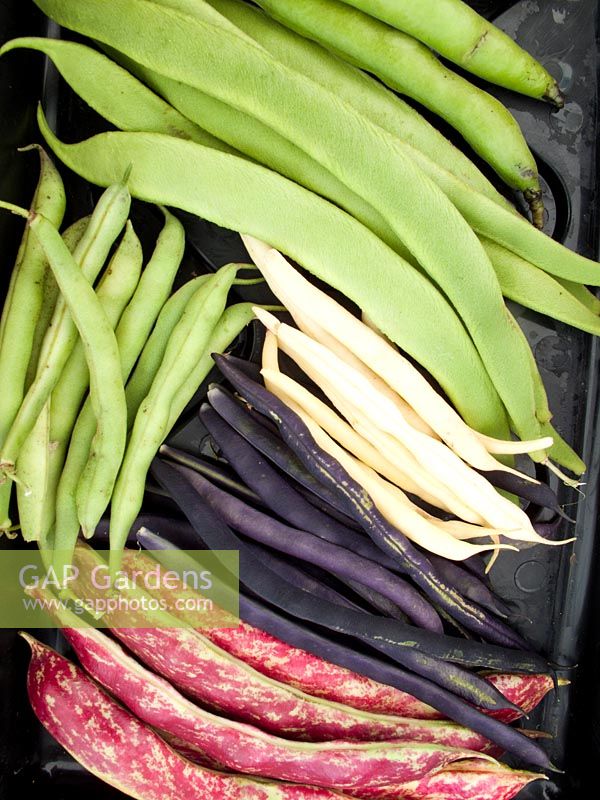 Vegetable exhibit of assorted Beans at autumn vegetable show