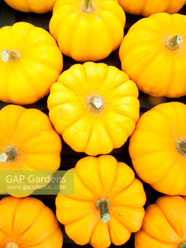 Vegetable exhibit of Pumpkins at autumn vegetable show