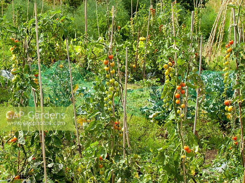 Lycopersicum - Tomatoes on allotment plot in late summer