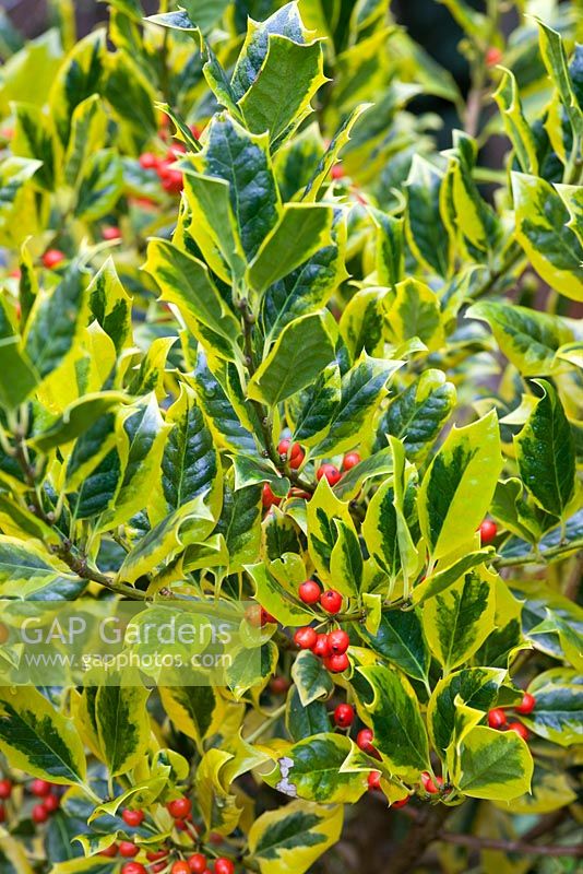 Ilex x altaclarensis 'Hattie Watson'