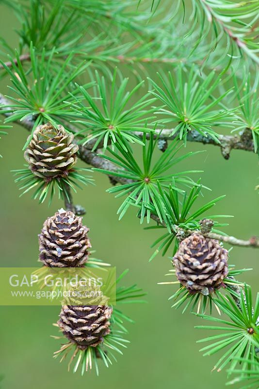 Larix kaempferi - Japanese Larch