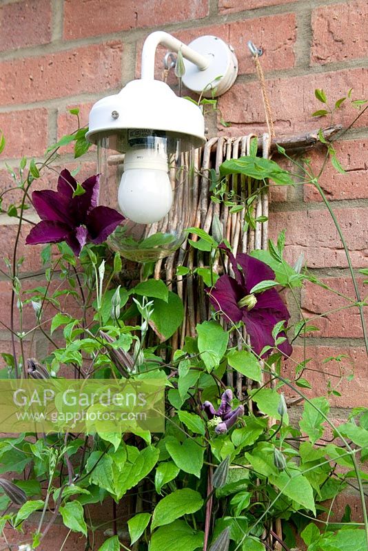 Clematis 'Warsaw Nike' climbing up a willow support beneath an outdoor light 