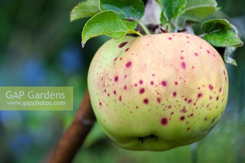 Malus domestica - Cooking apple affected by Bitter pit disease on the tree