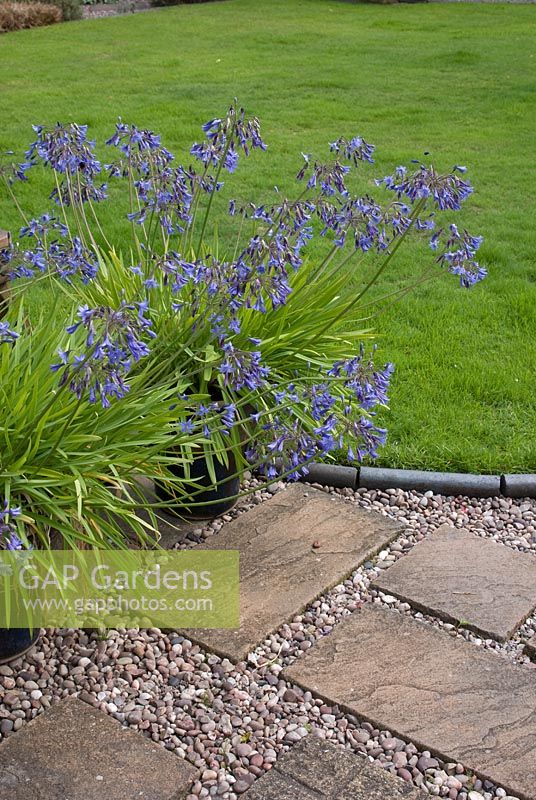 Agapanthus growing in containers adjacent to gravel and paving slab path and lawn, edged with slate blue stone molds. Saxon Road, Lancashire. The garden is open for The National Garden Scheme