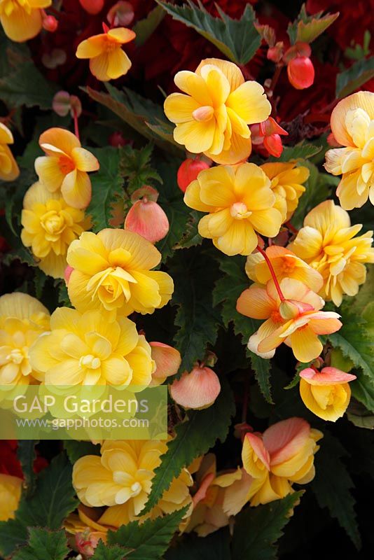 Begonia 'Illumination Mixed' 