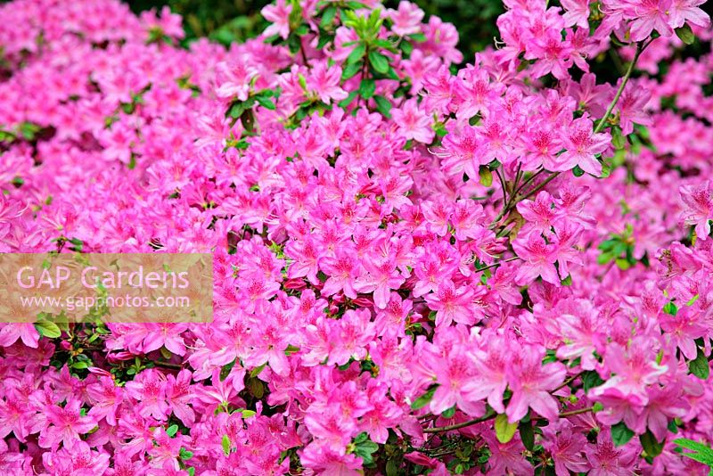 Rhododendron 'Beethoven' AGM