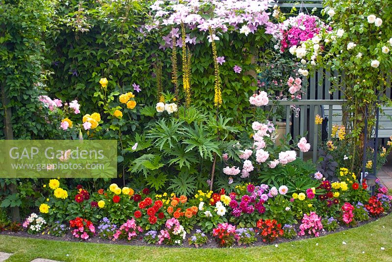 Colourful mixed border with tender plants including Dahlia, Ageratum and Begonia, perennials including Lupinus and Ligularia przewalskii, Clematis, Rosa 'Graham Thomas', Rosa 'Felicia' and Rosa 'Perpetually Yours' - NGS, Manvers Street, Derbyshire