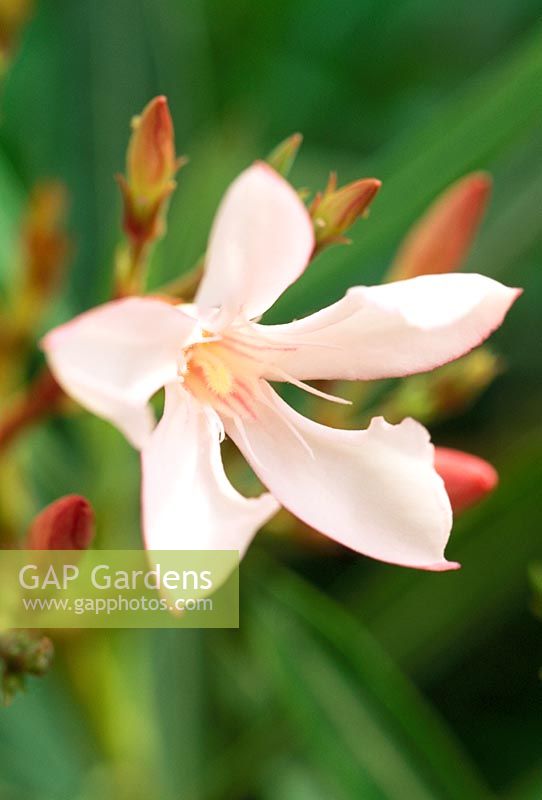 Nerium oleander 'Petite Pink'