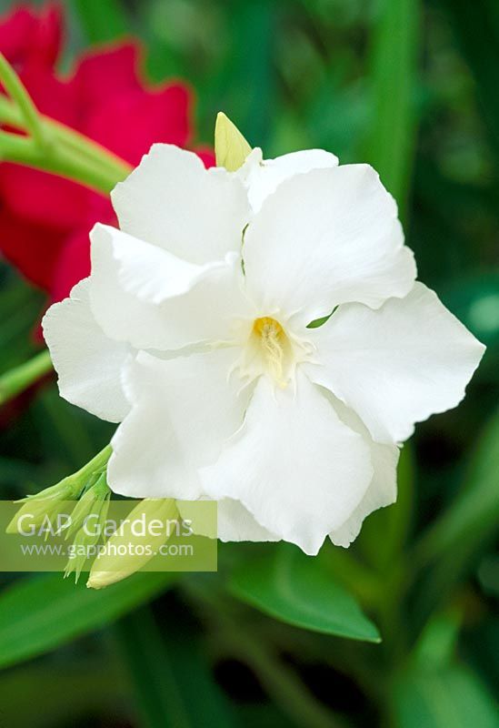 Nerium oleander 'Mont Blanc'