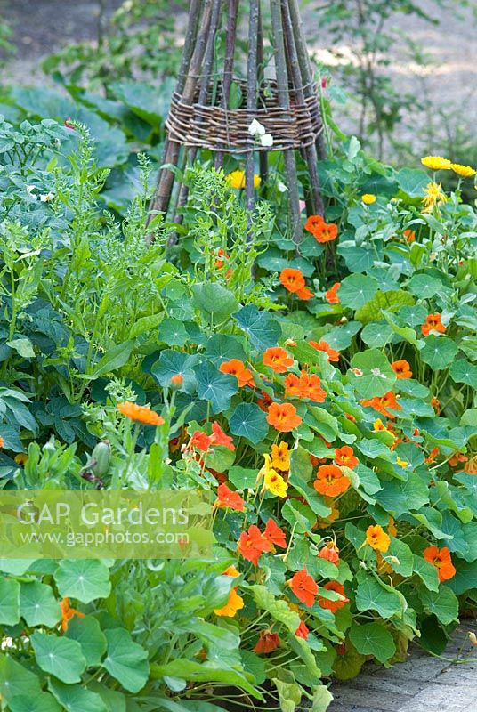 Kitchen garden with willow wig wam and Tropaeolum - Heveningham, Suffolk