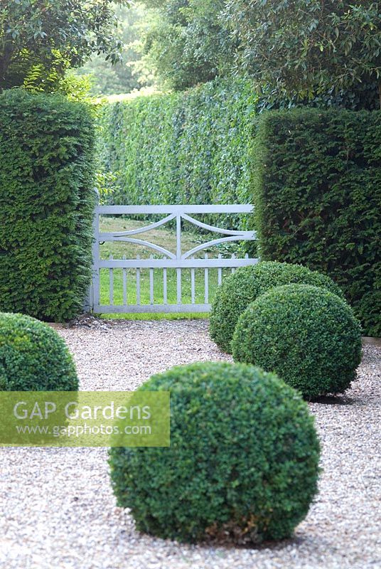 Buxus sempervirens - Box balls in gravel with Taxus hedge and white gate at Heveningham, Suffolk