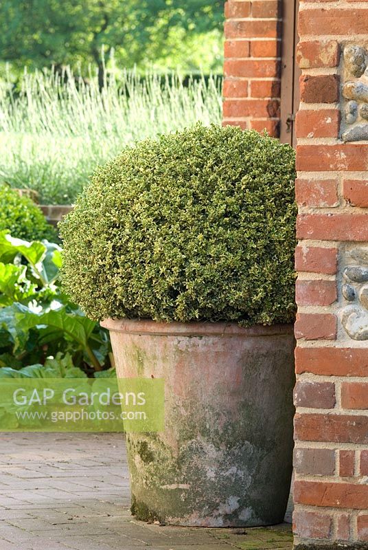 Buxus sempervirens - Box ball in a terracotta pot at Heveningham, Suffolk