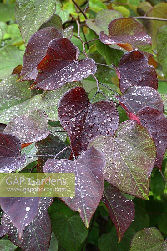 Cercis canadensis 'Forest Pansy' - Eastern Redbud in August with raindrops 