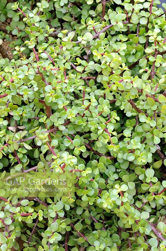Portulacaria afra - Porkbush, Elephants Foot, a drought resistant succulent shrub from South Africa