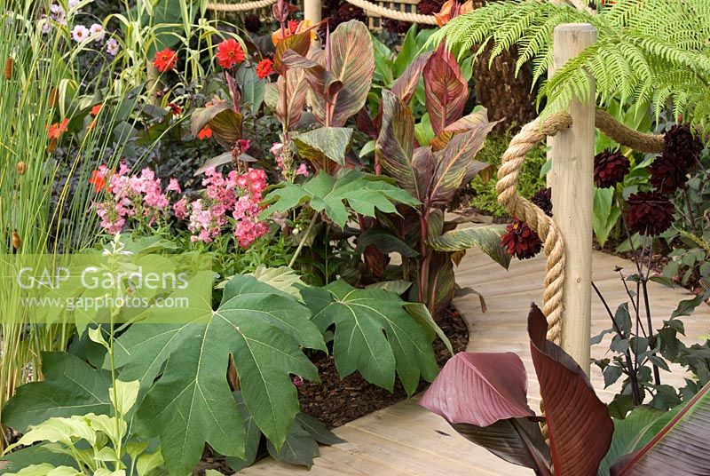 Boardwalk with rope through exotic rich planting with Tetrapanax papyrifer - Rice-Paper Plant, Dicksonia, Typha, Canna, Dahlia and Penstemon. Southport Flower Show 2010 