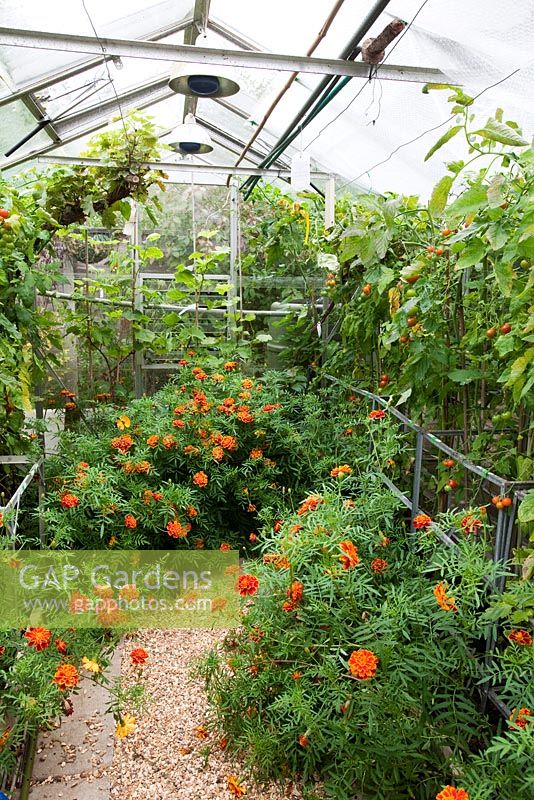 Tagetes - Marigolds in greenhouse with Tomatoes. Nina and Fred Preston's garden