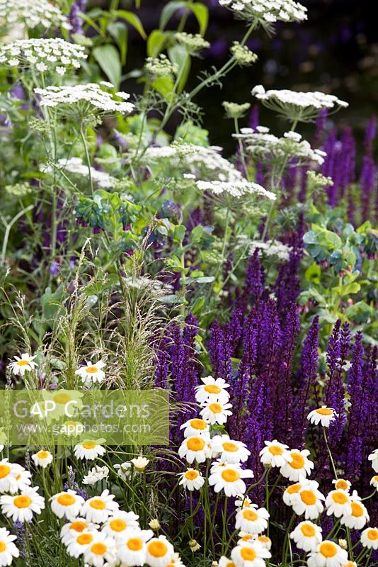 Ammi majus and Salvia - 'The Copella Bee Garden', Silver Gilt medal winner, RHS Hampton Court Flower Show 2010 
 
