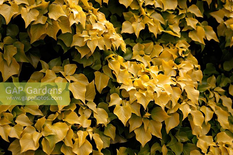 Hedera helix 'Buttercup'  showing arborescent foliage