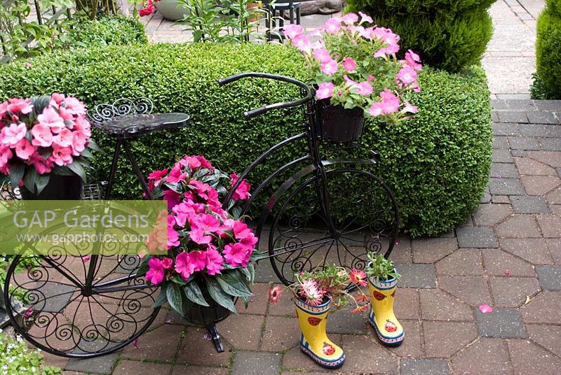 Patio with decorative bicycle holding pots with Petunia and Impatiens - Busy Lizzie and boots with Dorotheanthus bellidiformis - Livingstone Daisy. Manvers Street, Derbyshire NGS