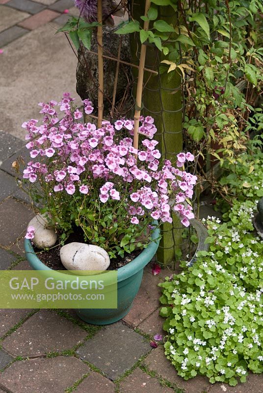 Diascia in a pot, Clematis on trellis and self seeded Linaria cymbalaria - Ivy-leaved Toadflax