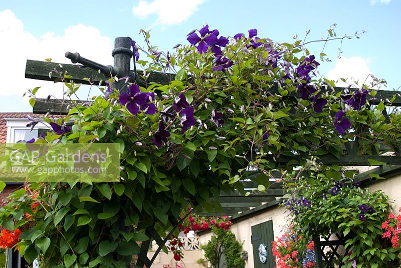 Clematis 'Jackmanii' on trellis