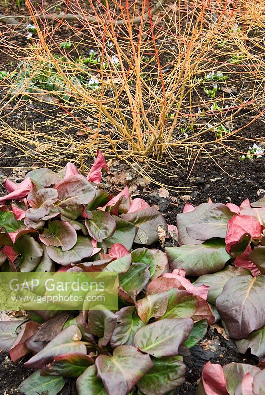 Cornus sanguinea 'Midwinter Fire' with Bergenia 'Overture' - RHS Garden Harlow Carr