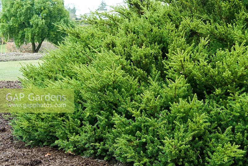 Podocarpus nivalis - RHS Garden Harlow Carr