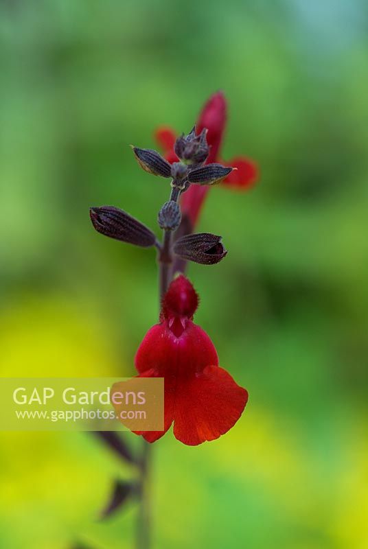 Salvia 'Silas Dyson'