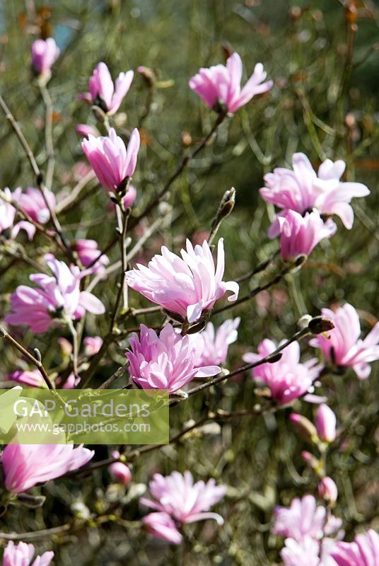 Magnolia stellata 'Jane Platt' - Battleston Hill, RHS Wisley