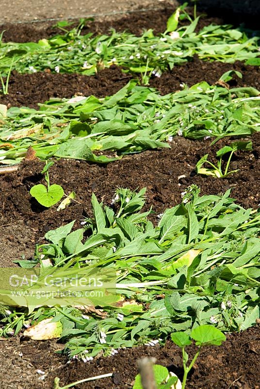 Freshly cut Symphytum x uplandicum - Russian Comfrey, laid between young Cucurbita - Squash plants as a mulch. Edmondsham House, Cranborne, Wimborne Minster, Dorset, UK