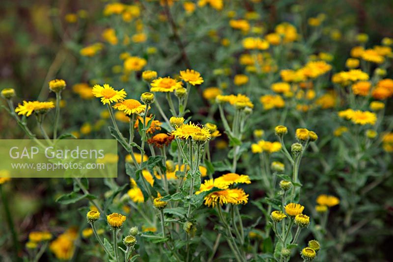 Pulicaria dysentaria - Fleabane