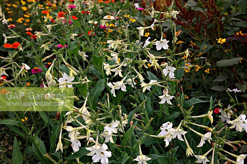 Nicotiana affinis in Noel Kingsbury and Jo Eliot's Garden - Montpelier Cottage