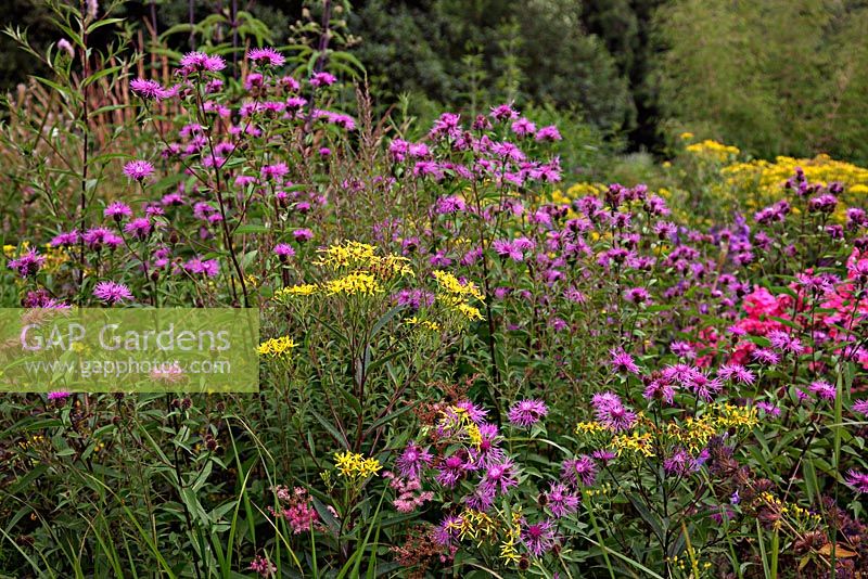 Senecio fuchsii, Centaurea and Phlox in Noel Kingsbury and Jo Eliot's Garden - Montpelier Cottage
