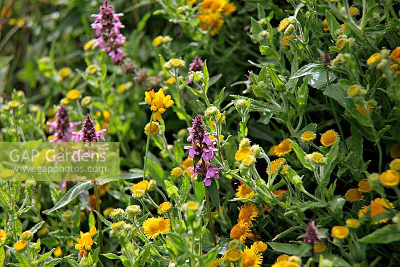 Pulicaria dysentaria - Fleabane and Stachys palustris - Marsh Woundwort