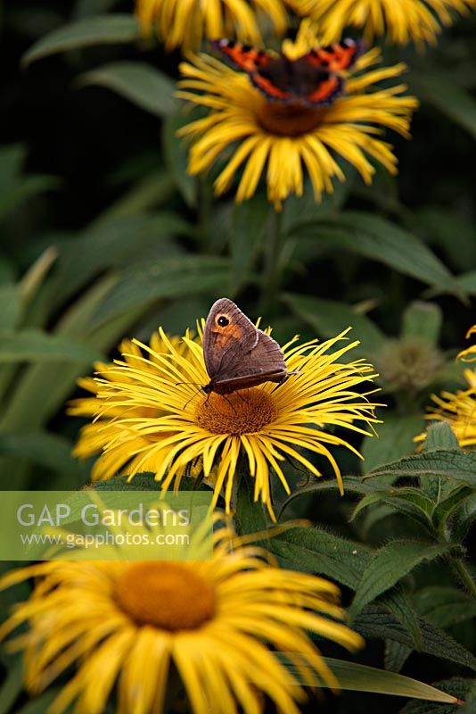 Butterflies - Meadow brown - Maniola jurtina and Small Tortoiseshell - Aglais urticae on Inula hookerii