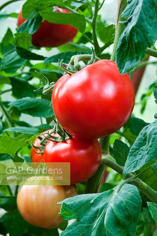 Lycopersicum - Tomato 'First Prize', September